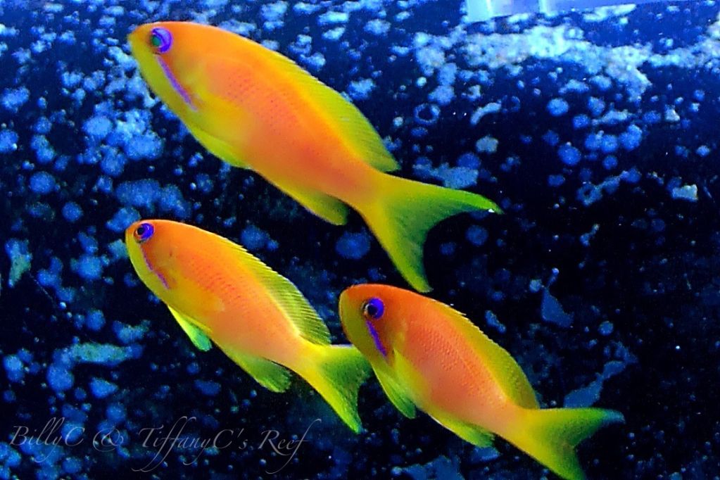 Saltwater Fish Of The Day: Lyretail Anthias | Reef2Reef